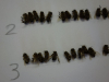 DSC06527