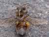 biene
